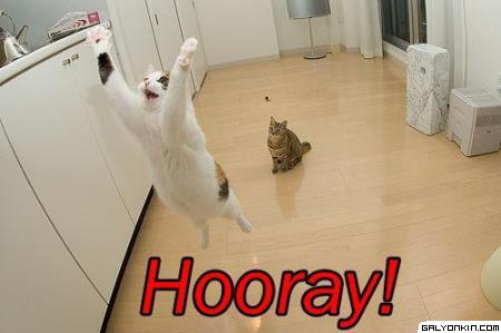 cat-saying-hooray