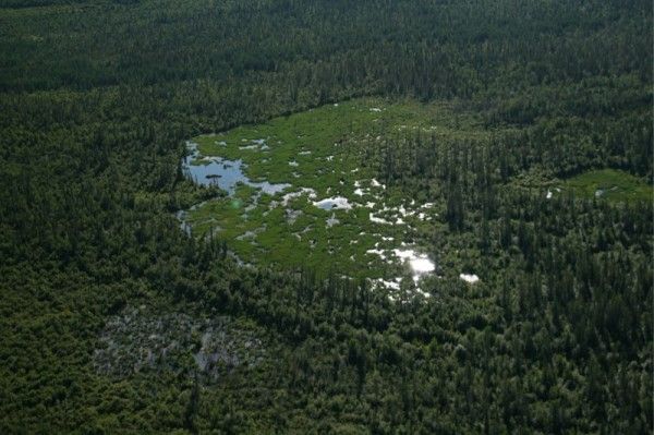 beaver-dam